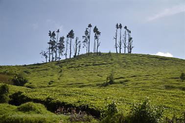 On Road-Route Ooty to Coonoor_DSC5307_H600